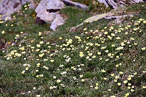 Blumenmeer am Passo del Narèt
