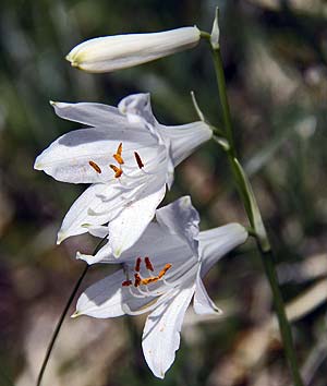 Trichterlilie